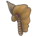 Fossile Toundra (tête)